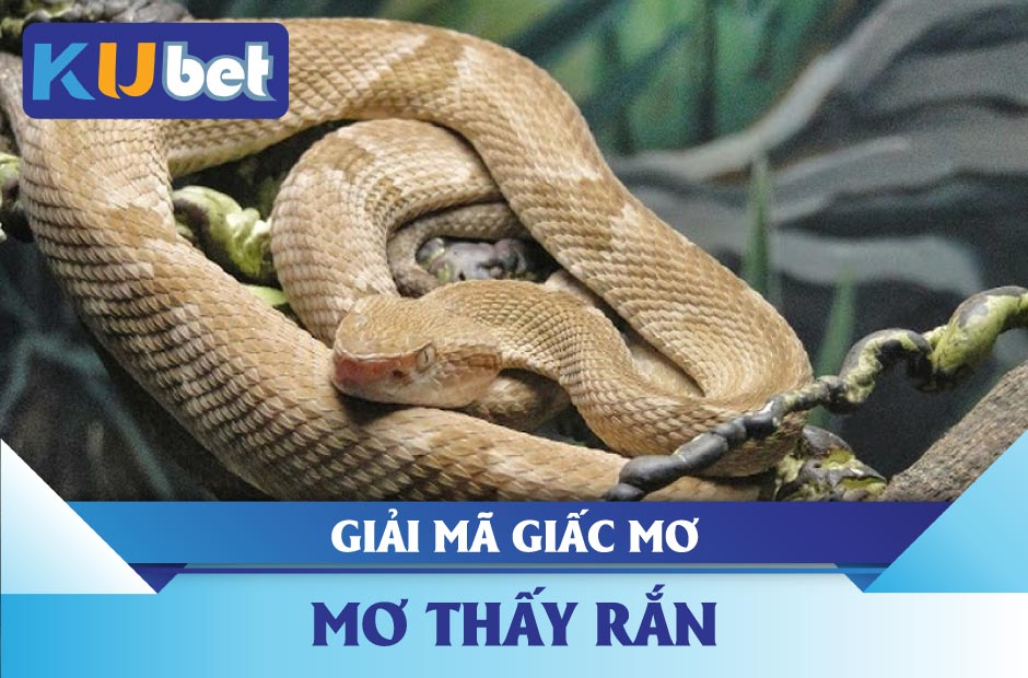 Mơ Thấy Rắn Kubet Có Liên Quan Đến Vận May Không?