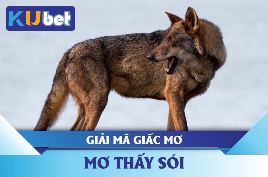 mơ thấy sói kubet điềm gì? con số liên quan?k8686